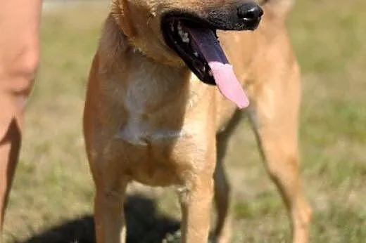 Pies Dingo :),  warmińsko-mazurskie Olsztyn