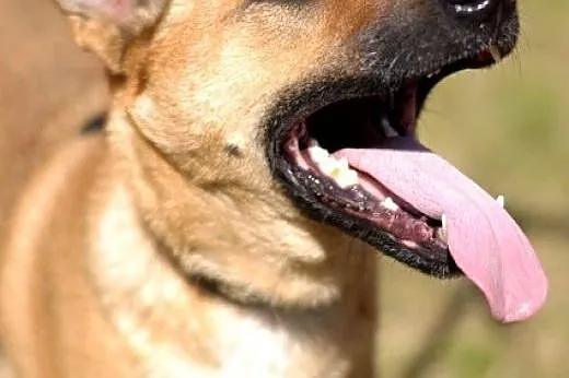 Pies Dingo :),  warmińsko-mazurskie Olsztyn
