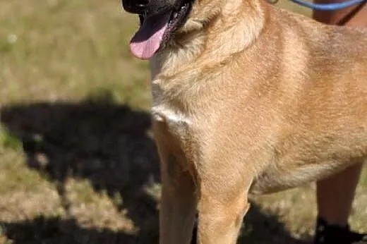Pies Dingo :),  warmińsko-mazurskie Olsztyn