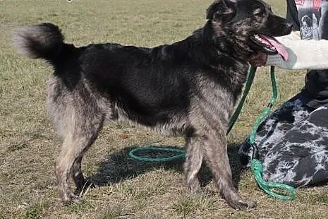 Feliks szuka domu.,  mazowieckie Radom