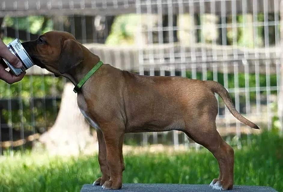 Rhodesian Ridgeback, szczenię niestandartowe suczka ZKwP KIBANDA, Łódzkie, Dłutów