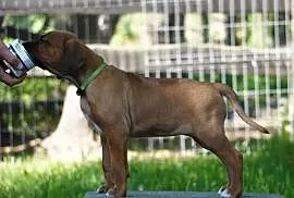 Rhodesian Ridgeback, szczenię niestandartowe suczka ZKwP KIBANDA