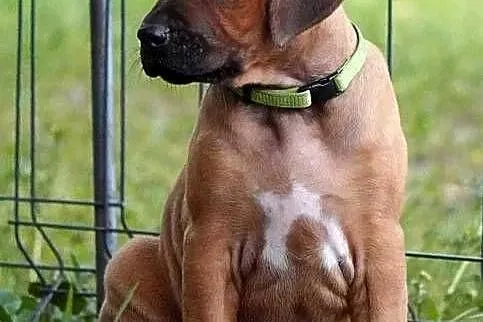 Rhodesian Ridgeback, szczenię niestandartowe suczka ZKwP KIBANDA, Łódzkie, Dłutów
