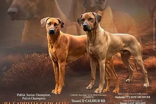Rhodesian Ridgeback, szczenię niestandartowe suczka ZKwP KIBANDA, Łódzkie, Dłutów