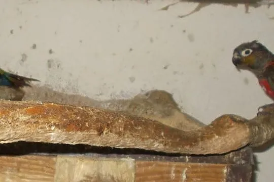 Rudosterka czerwonobrzucha (Pyrrhura perlata perlata), Wielkopolskie, Kościan