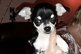 Chihuahua miniaturka, rodowód ZKwP/FCI, urocze szc, Zielona Góra