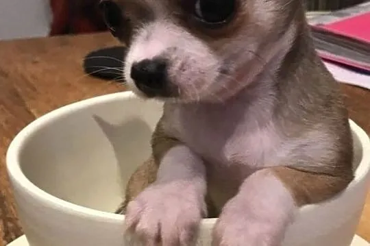 Chihuahua miniaturka, rodowód ZKwP/FCI, urocze szc, Zielona Góra