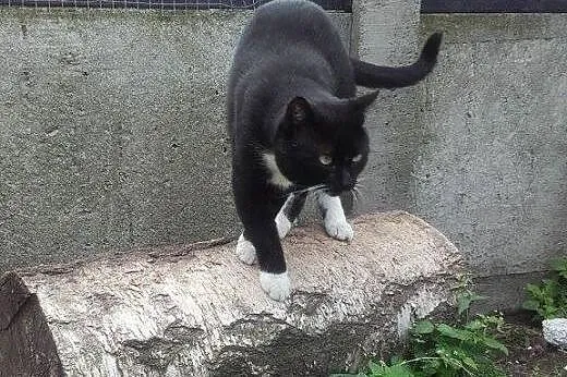 Kocurek piękny i nieśmiały Tobi szuka kochającego 