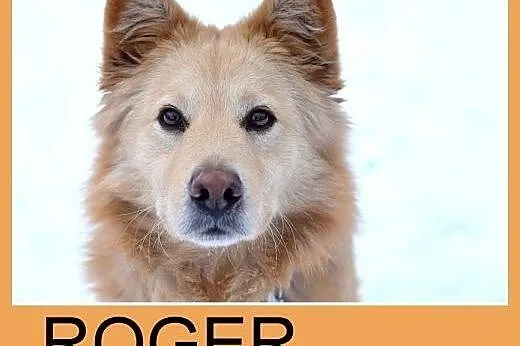 17kg,średni,rodzinny,łagodny pies ROGER.Adopcja,  małopolskie Kraków