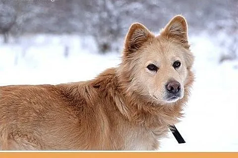 17kg,średni,rodzinny,łagodny pies ROGER.Adopcja,  
