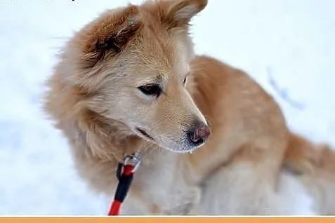 17kg,średni,rodzinny,łagodny pies ROGER.Adopcja,  