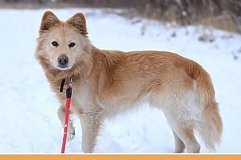 17kg,średni,rodzinny,łagodny pies ROGER.Adopcja,  