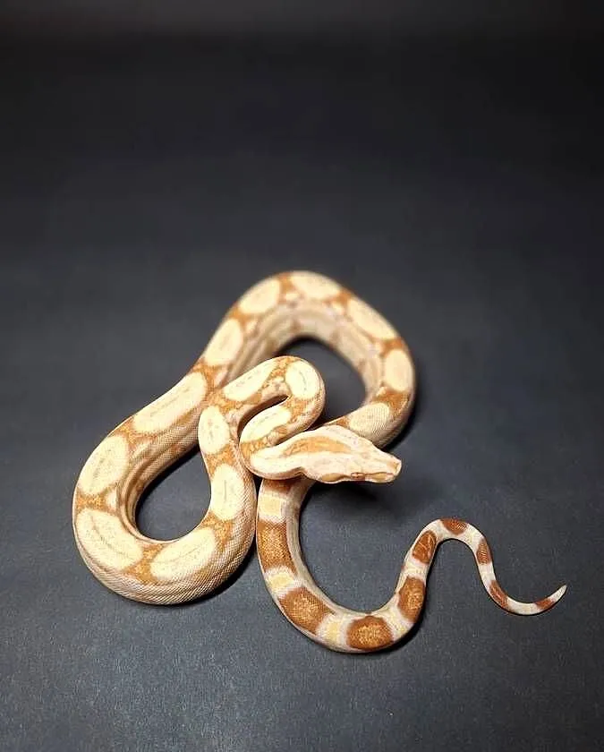 Boa imperator cb24 nr 20, Kujawsko-pomorskie, Wąbrzeźno