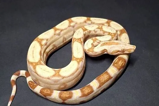 Boa imperator cb24 nr 20, Kujawsko-pomorskie, Wąbrzeźno