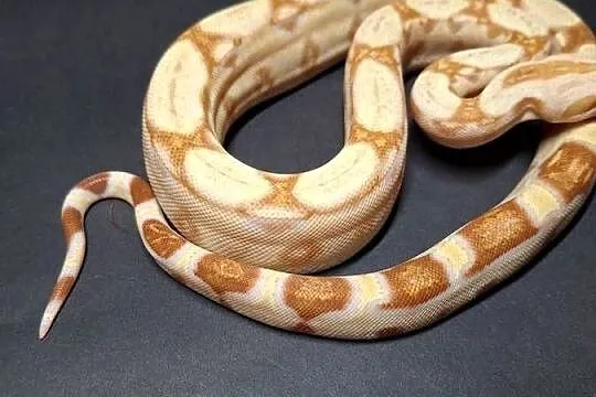 Boa imperator cb24 nr 20, Kujawsko-pomorskie, Wąbrzeźno