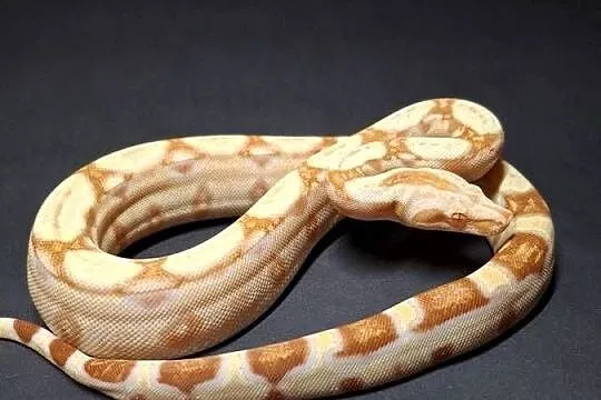 Boa imperator cb24 nr 20, Kujawsko-pomorskie, Wąbrzeźno