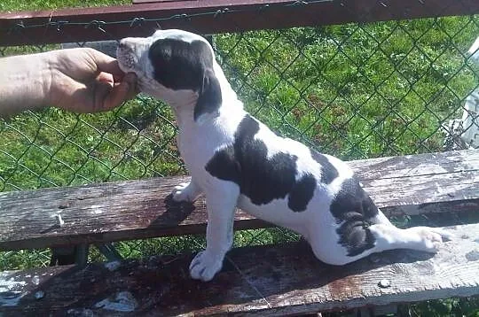 American Amstaff Terrier HODOWLA