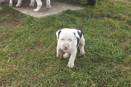 American Amstaff Terrier HODOWLA