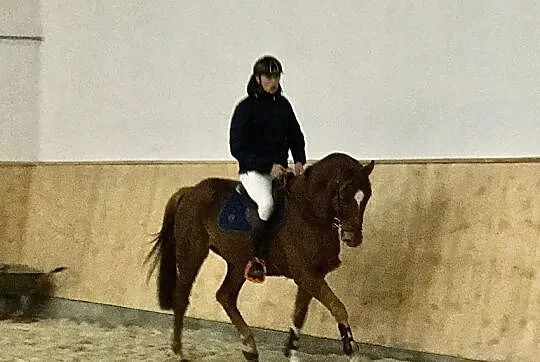 Wałach do skoków i ujeżdżenia, , 