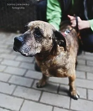 Amstaffka Saba szuka domu, wielkopolskie Poznań