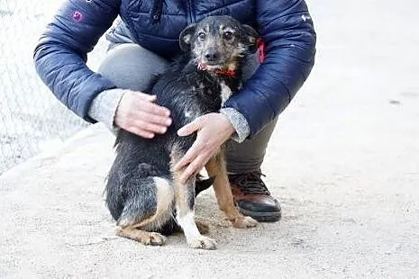 Elena, spokojna, delikatna sunieczka szuka domu!, 