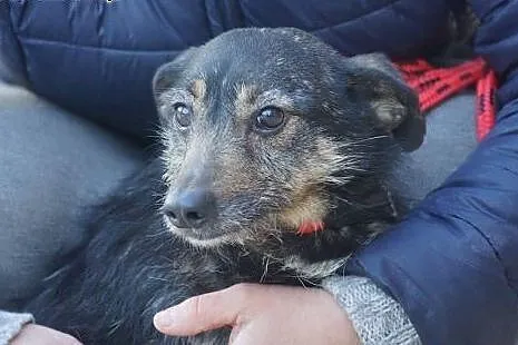 Elena, spokojna, delikatna sunieczka szuka domu!, 