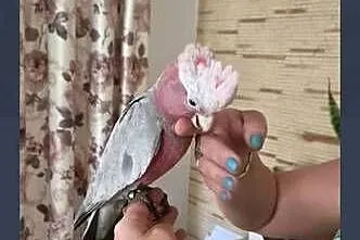 Kakadu różowe ręcznie karmione, Mazowieckie, Sulbiny