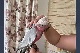 Kakadu różowe ręcznie karmione, Mazowieckie, Sulbiny