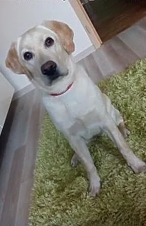 Sprzedam labradora 9 miesiecy , łódzkie Bełchatów