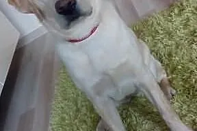 Sprzedam labradora 9 miesiecy ,  łódzkie Bełchatów