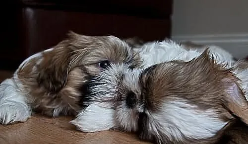 SHIH-TZU Śliczne rodowód ZKwP FCI