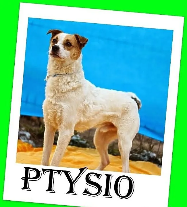 PTYŚ-średni 10kg,wesoły,kotolubny,lagodny,przyjazn