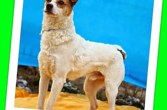 PTYŚ-średni 10kg,wesoły,kotolubny,lagodny,przyjazny piesek.ADOPCJA