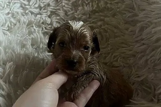 Unikatowy piesek cockapoo f1b mama cockapoo tata pudel toy red jedyny taki