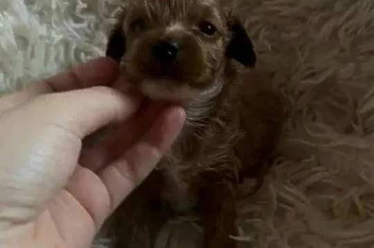 Unikatowy piesek cockapoo f1b mama cockapoo tata pudel toy red jedyny taki, Świętokrzyskie, Busko-Zdrój
