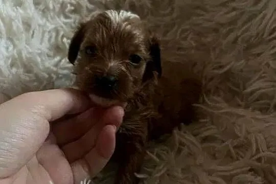 Unikatowy piesek cockapoo f1b mama cockapoo tata pudel toy red jedyny taki, Świętokrzyskie, Busko-Zdrój