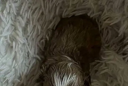 Unikatowy piesek cockapoo f1b mama cockapoo tata pudel toy red jedyny taki, Świętokrzyskie, Busko-Zdrój