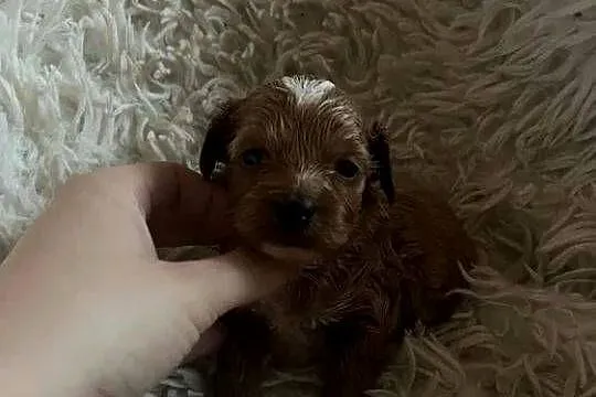 Unikatowy piesek cockapoo f1b mama cockapoo tata pudel toy red jedyny taki, Świętokrzyskie, Busko-Zdrój