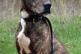 Rocky