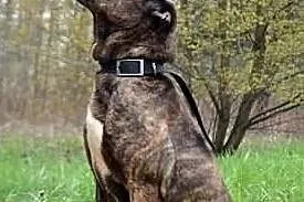 Rocky, Śląskie, Gliwice
