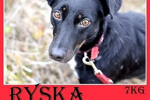 8kg,jamnik mix,mała przyjazna suczka RYSKA.Adopcja