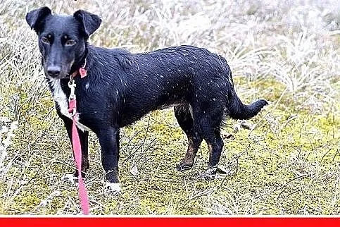 8kg,jamnik mix,mała przyjazna suczka RYSKA.Adopcja