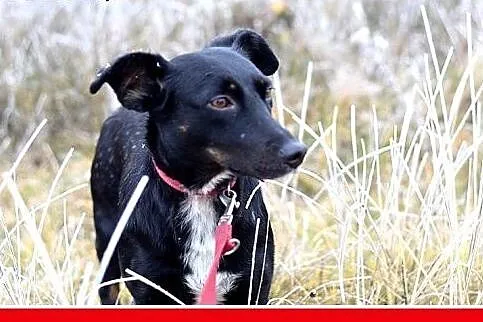 8kg,jamnik mix,mała przyjazna suczka RYSKA.Adopcja