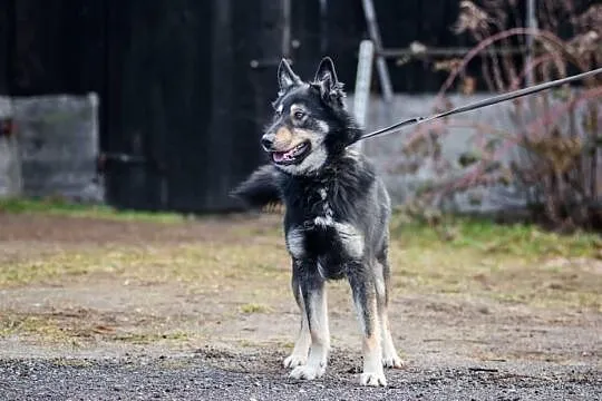 Agent, roczny OWCZAREK, uśmiechnięty psiak szuka domu!