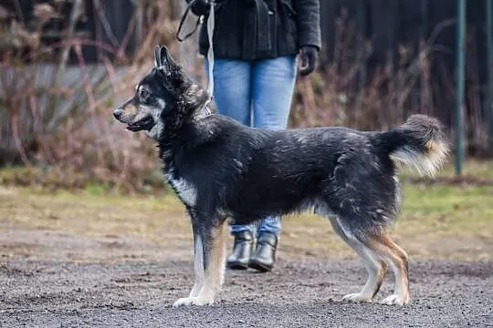 Agent, roczny OWCZAREK, uśmiechnięty psiak szuka d