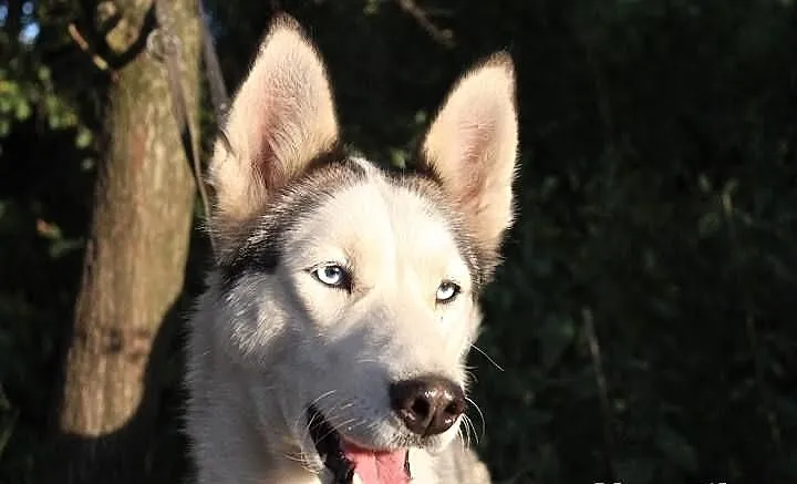 Lori - śliczna sunia husky czeka na dom