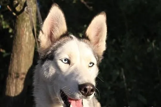 Lori - śliczna sunia husky czeka na dom