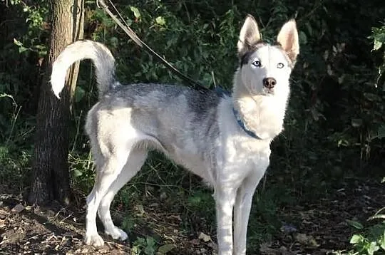 Lori - śliczna sunia husky czeka na dom