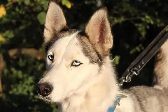 Lori - śliczna sunia husky czeka na dom
