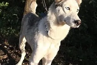 Lori - śliczna sunia husky czeka na dom